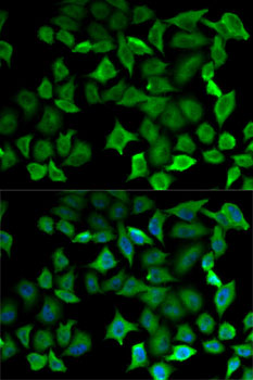 Immunofluorescence - NOS1 Polyclonal Antibody 