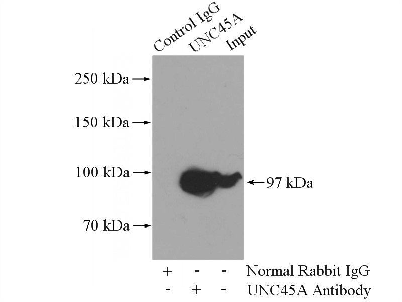 IP Result of anti-UNC45A (IP:Catalog No:116612, 4ug; Detection:Catalog No:116612 1:300) with K-562 cells lysate 3600ug.
