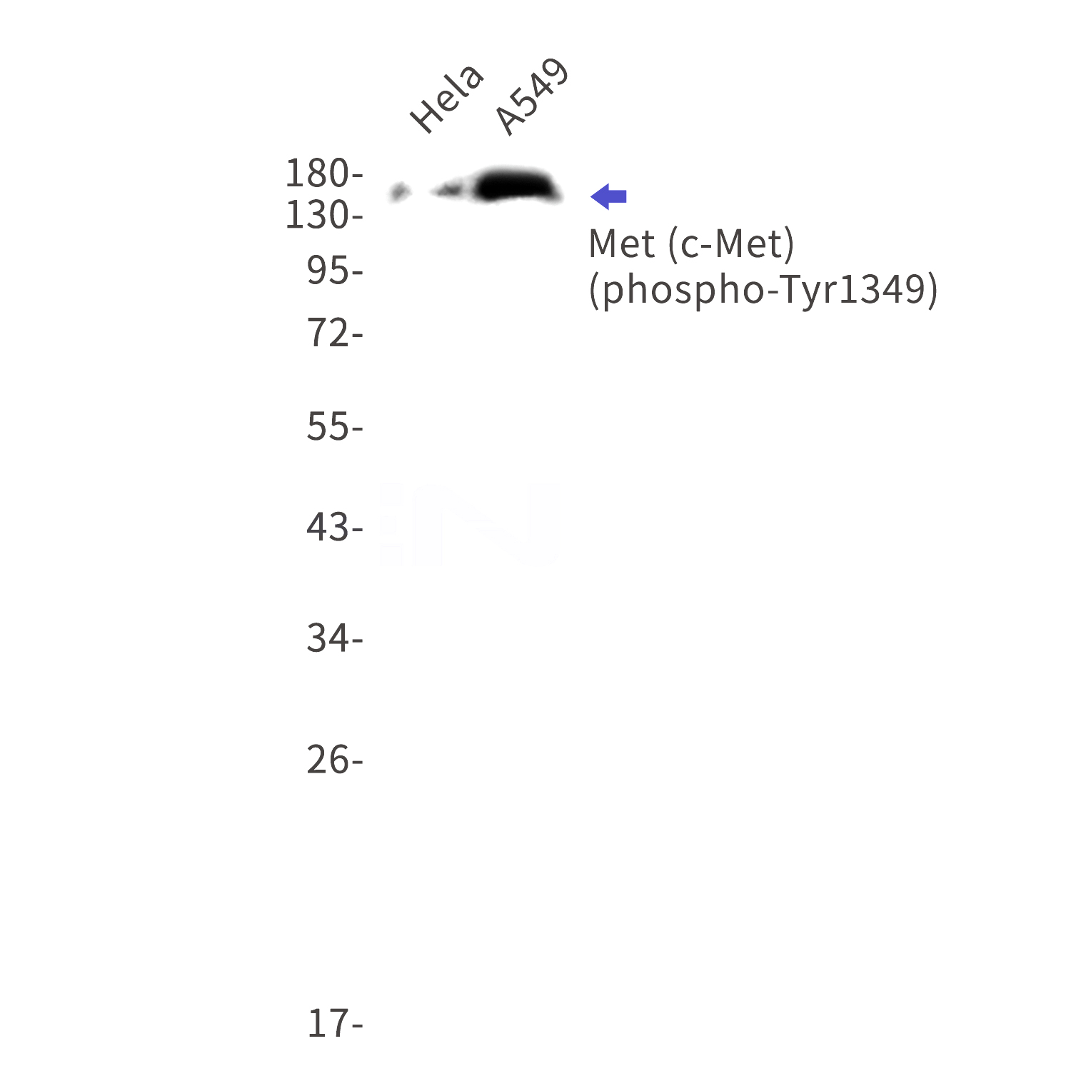 Western blot detection of phospho-Met (c-Met) (Tyr1349) in Hela,A549 cell lysates using phospho-Met (c-Met) (Tyr1349) Rabbit mAb(1:1000 diluted).Predicted band size:156kDa.Observed band size:170-140kDa.