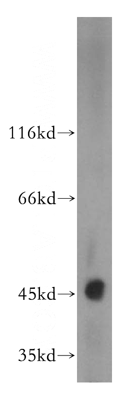 mouse testis tissue were subjected to SDS PAGE followed by western blot with Catalog No:110056(DOM3Z antibody) at dilution of 1:300