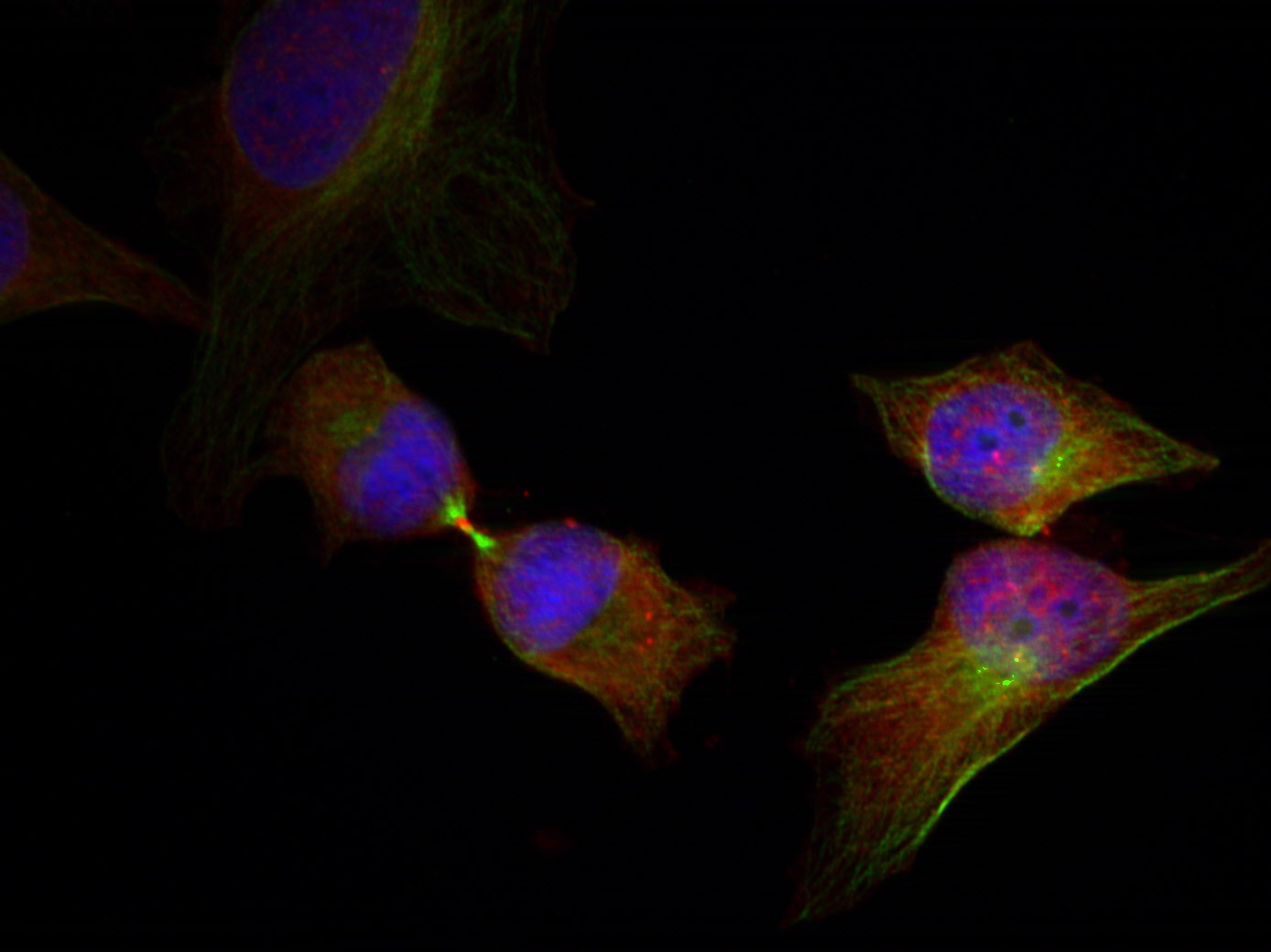 Immunofluorescence staining of methanol-fixed Hela cells showing cytoplasmic, nuclear, centrosomal, midbody staining using HSP27 (Phospho-Ser78) Antibody .