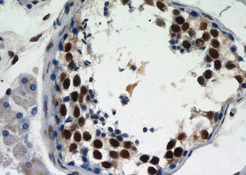 Immunohistochemical of paraffin-embedded human testis using Catalog No:110805(GABPB1 antibody) at dilution of 1:50 (under 40x lens)