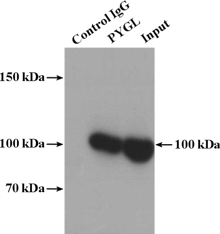 IP Result of anti-PYGL (IP:Catalog No:114360, 4ug; Detection:Catalog No:114360 1:500) with HepG2 cells lysate 2400ug.