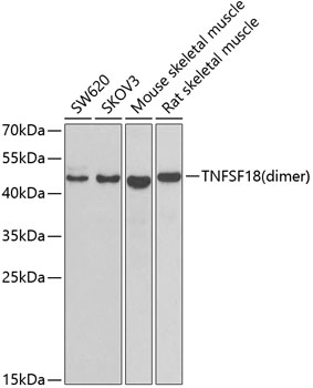 Western blot - TNFSF18 Polyclonal Antibody 
