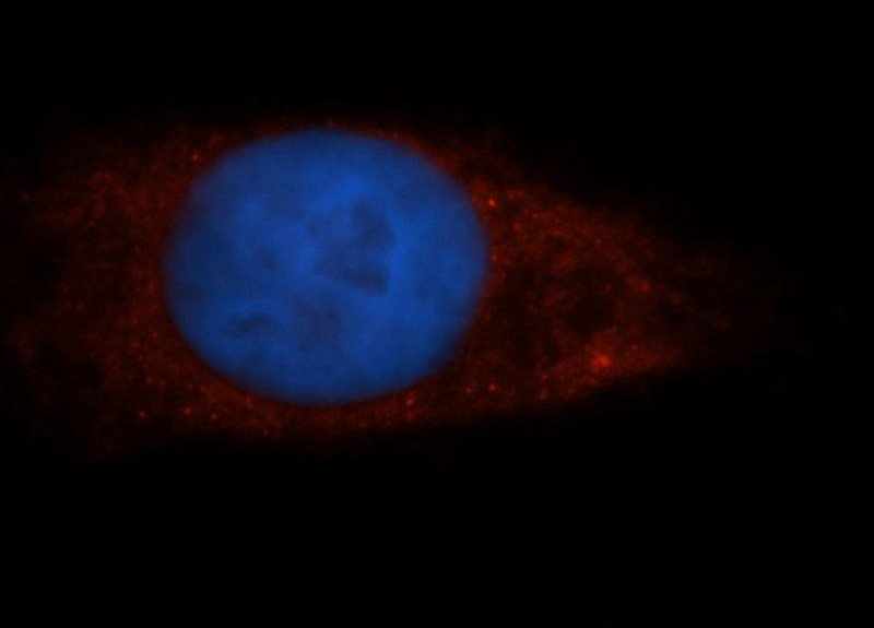 Immunofluorescent analysis of HepG2 cells, using PON2 antibody Catalog No:114059 at 1:50 dilution and Rhodamine-labeled goat anti-rabbit IgG (red). Blue pseudocolor = DAPI (fluorescent DNA dye).