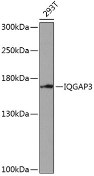 Western blot - IQGAP3 Polyclonal Antibody 