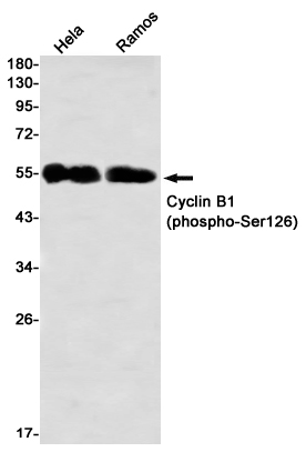 Western blot detection of Cyclin B1 (phospho-Ser126) in Hela,Ramos using Cyclin B1 (phospho-Ser126) Rabbit mAb(1:1000 diluted)