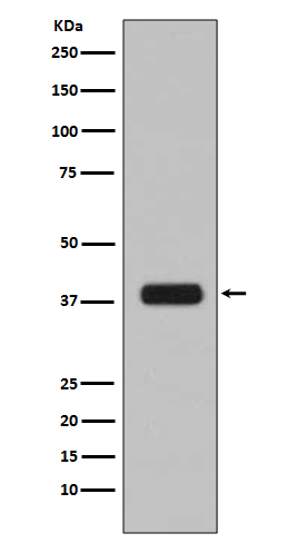 Western blot analysis of Aurora B expression in HeLa cell lysate.
