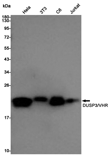 Western blot detection of DUSP3/VHR in Hela,3T3,C6,Jurkat cell lysates using DUSP3/VHR Rabbit pAb(1:1000 diluted).Predicted band size:20KDa.Observed band size:20KDa.