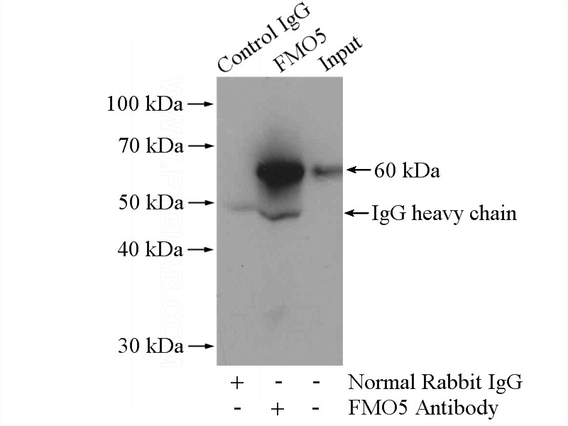 IP Result of anti-FMO5 (IP:Catalog No:110730, 4ug; Detection:Catalog No:110730 1:500) with mouse lung tissue lysate 4000ug.