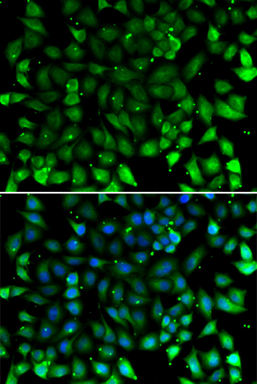 Immunofluorescence - CCL26 Polyclonal Antibody 