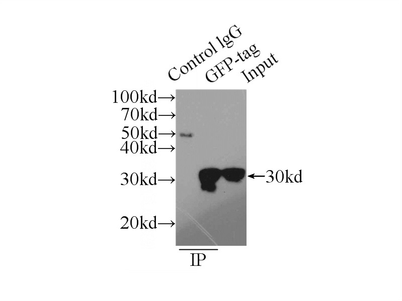 IP Result of anti-GFP tag (IP:Catalog No:117319, 4ug; Detection:Catalog No:117319 1:5000) with Transfected HEK-293 cells lysate 300ug.