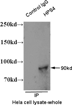 IP result of anti-HPS4 (Catalog No:111959 for IP and Detection) with HeLa cell lysate.