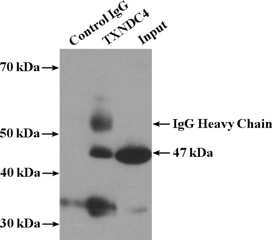 IP Result of anti-ERP44 (IP:Catalog No:116451, 4ug; Detection:Catalog No:116451 1:500) with K-562 cells lysate 4000ug.