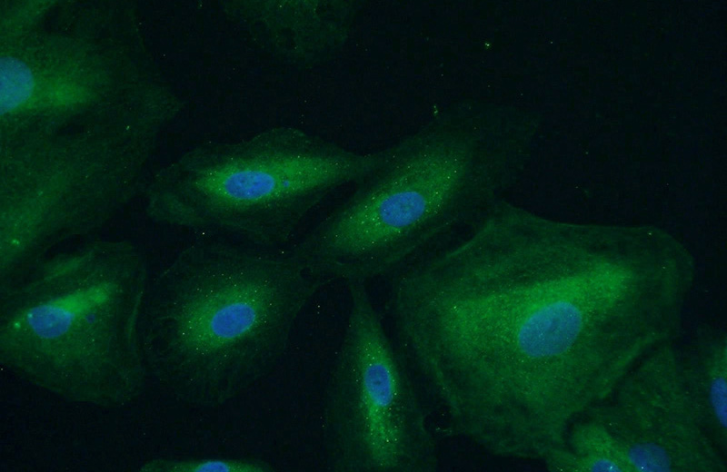Immunofluorescent analysis of A549 cells using Catalog No:108128(APAF1 Antibody) at dilution of 1:50 and Alexa Fluor 488-congugated AffiniPure Goat Anti-Rabbit IgG(H+L)