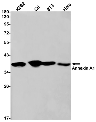 Western blot detection of Annexin A1 in K562,C6,3T3,Hela cell lysates using Annexin A1 Rabbit pAb(1:1000 diluted).Predicted band size:39kDa.Observed band size:39kDa.