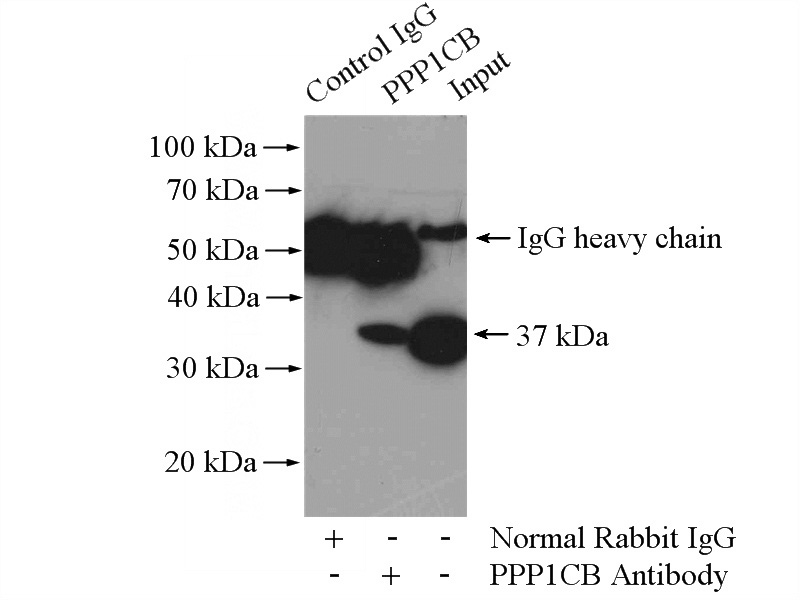 IP Result of anti-PPP1CB (IP:Catalog No:114143, 4ug; Detection:Catalog No:114143 1:1000) with mouse brain tissue lysate 4000ug.