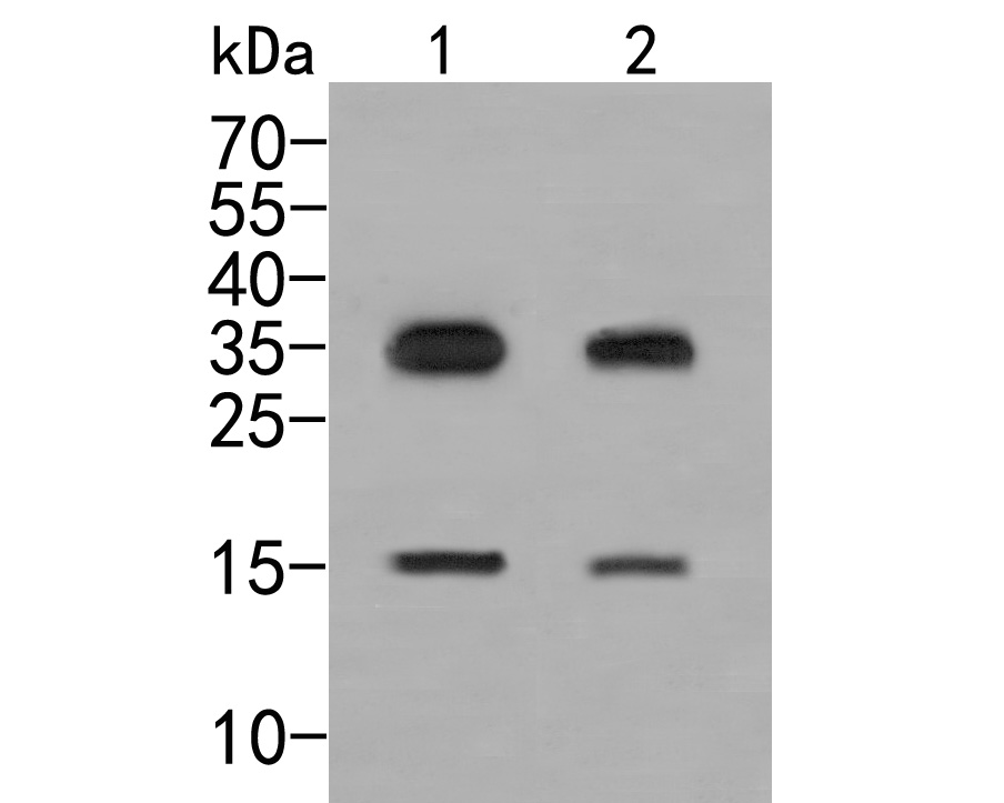 Fig1:; Western blot analysis of IL-7 on different lysates. Proteins were transferred to a PVDF membrane and blocked with 5% BSA in PBS for 1 hour at room temperature. The primary antibody ( 1/500) was used in 5% BSA at room temperature for 2 hours. Goat Anti-Rabbit IgG - HRP Secondary Antibody (HA1001) at 1:5,000 dilution was used for 1 hour at room temperature.; Positive control:; Lane 1: SHSY5Y cell lysate; Lane 2: HepG2 cell lysate