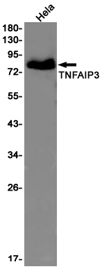Western blot detection of TNFAIP3 in Hela cell lysates using TNFAIP3 Rabbit pAb(1:1000 diluted).Predicted band size:90kDa.Observed band size:82kDa.