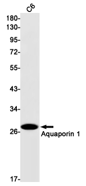 Western blot detection of Aquaporin 1 in C6 cell lysates using Aquaporin 1 Rabbit mAb(1:1000 diluted).Predicted band size:29kDa.Observed band size:29kDa.