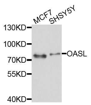 Western blot - OASL Polyclonal Antibody 