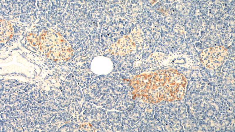 Immunohistochemistry of paraffin-embedded human pancreas tissue slide using Catalog No:110978(GIP Antibody) at dilution of 1:200 (under 10x lens).