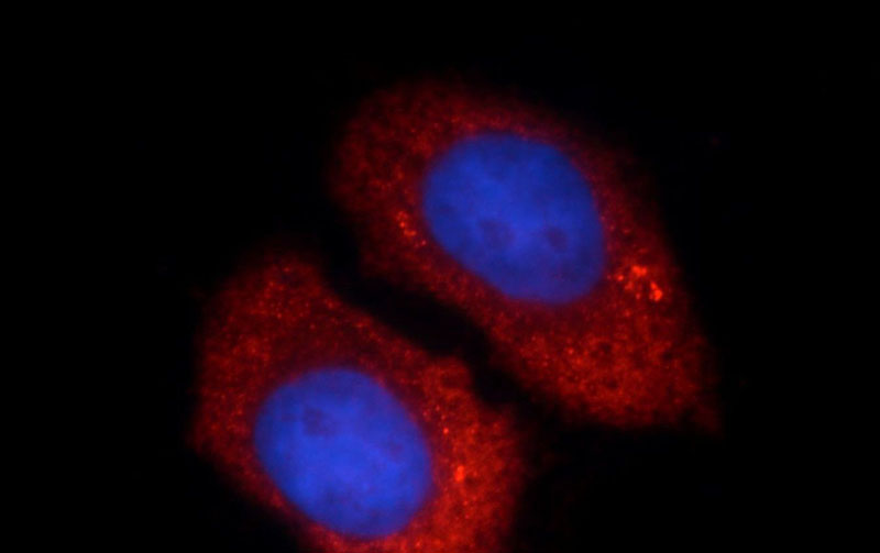 Immunofluorescent analysis of HepG2 cells, using UBE2C antibody Catalog No: at 1:25 dilution and Rhodamine-labeled goat anti-mouse IgG (red).