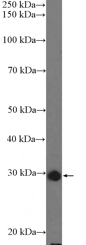 HepG2 cells were subjected to SDS PAGE followed by western blot with Catalog No:108666(C15orf23 Antibody) at dilution of 1:1500