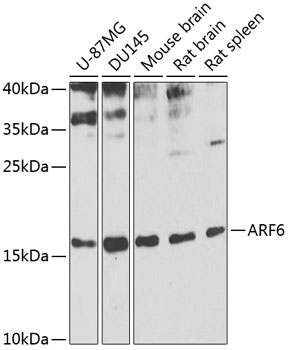 Western blot - ARF6 Polyclonal Antibody 