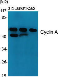 Western Blot analysis of various cells using Cyclin A Polyclonal Antibody