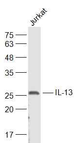 Fig2: Sample:; Jurkat(Human) Cell Lysate at 30 ug; Primary: Anti-IL-13 at 1/500 dilution; Secondary: IRDye800CW Goat Anti-Rabbit IgG at 1/20000 dilution; Predicted band size: 12 kD; Observed band size: 27 kD