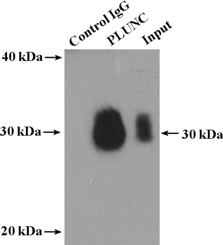 IP Result of anti-PLUNC (IP:Catalog No:114015, 4ug; Detection:Catalog No:114015 1:300) with mouse lung tissue lysate 3600ug.