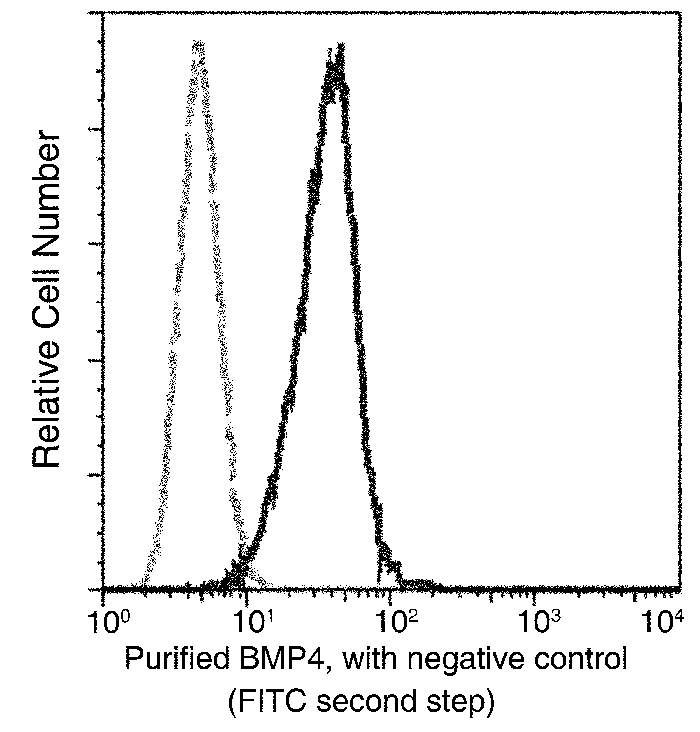 BMP-4 Antibody, Mouse MAb, Flow cytometric analysis