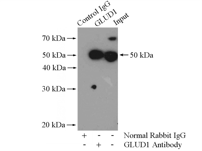 IP Result of anti-GLUD1 (IP:Catalog No:111042, 4ug; Detection:Catalog No:111042 1:1000) with HeLa cells lysate 2000ug.