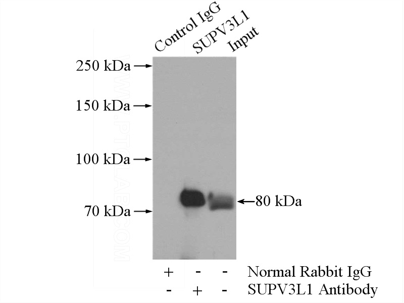 IP Result of anti-SUPV3L1 (IP:Catalog No:115744, 4ug; Detection:Catalog No:115744 1:300) with HeLa cells lysate 1200ug.