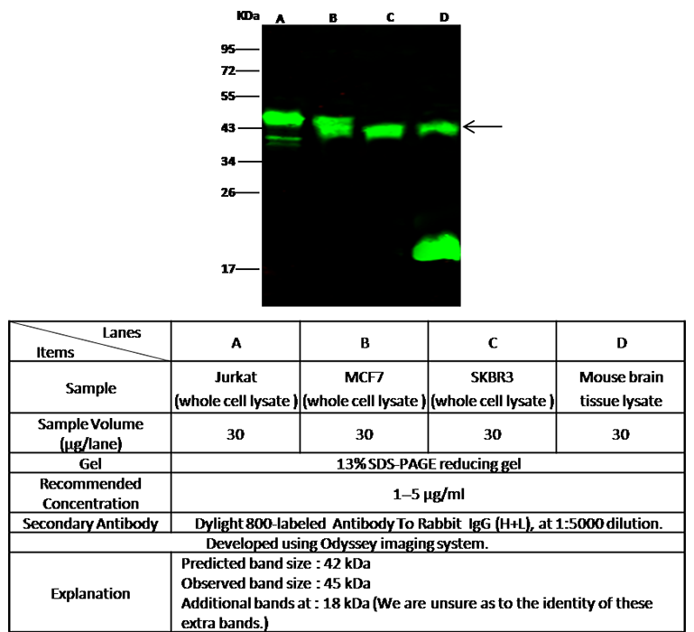 PPM1A / PP2CA Antibody, Rabbit MAb, Western blot