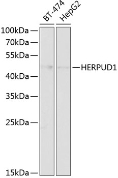 Western blot - HERPUD1 Polyclonal Antibody 