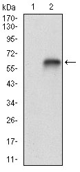 Fig2: Western blot analysis of VTN on HEK293 (1) and VTN-hIgGFc transfected HEK293 (2) cell lysate using anti-VTN antibody at 1/1,000 dilution.