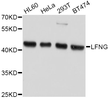 Western blot - LFNG Polyclonal Antibody 