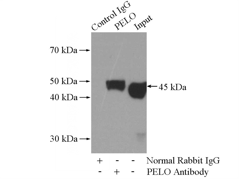 IP Result of anti-PELO (IP:Catalog No:113705, 4ug; Detection:Catalog No:113705 1:500) with HEK-293 cells lysate 1200ug.