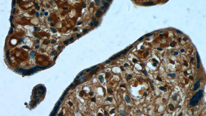 Immunohistochemistry of paraffin-embedded human placenta tissue slide using Catalog No:114087(PPBP Antibody) at dilution of 1:50 (under 40x lens)