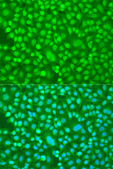 Immunofluorescence - PER1 Polyclonal Antibody 
