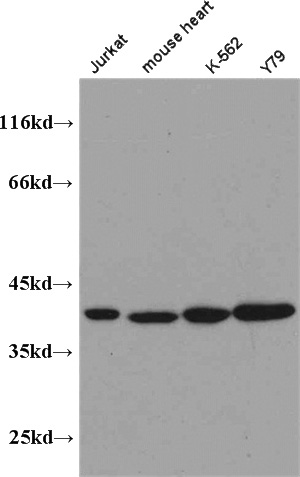 WB result of Catalog No:113729 (PEX19 antibody) with several lysates.