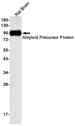 Western blot detection of Amyloid Precursor Protein in Rat Brain lysates using Amyloid Precursor Protein Rabbit pAb(1:500 diluted).Predicted band size:87kDa.Observed band size:100kDa.