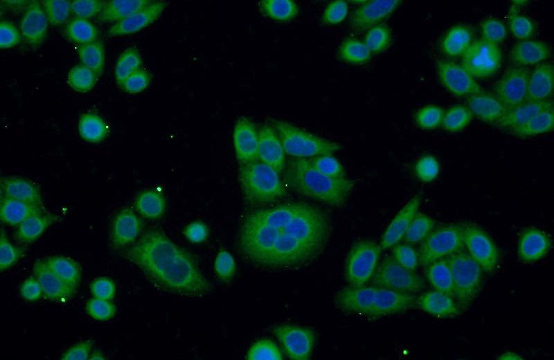 Immunofluorescent analysis of HeLa cells using Catalog No:114467(Raptor Antibody) at dilution of 1:50 and Alexa Fluor 488-congugated AffiniPure Goat Anti-Rabbit IgG(H+L)