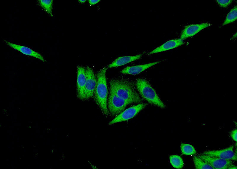 Immunofluorescent analysis of (-20oc Ethanol) fixed HeLa cells using Catalog No:109715(Cystatin C Antibody) at dilution of 1:50 and Alexa Fluor 488-congugated AffiniPure Goat Anti-Rabbit IgG(H+L)