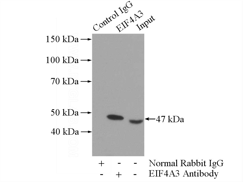 IP Result of anti-EIF4A3 (IP:Catalog No:110258, 3ug; Detection:Catalog No:110258 1:300) with HEK-293 cells lysate 2800ug.