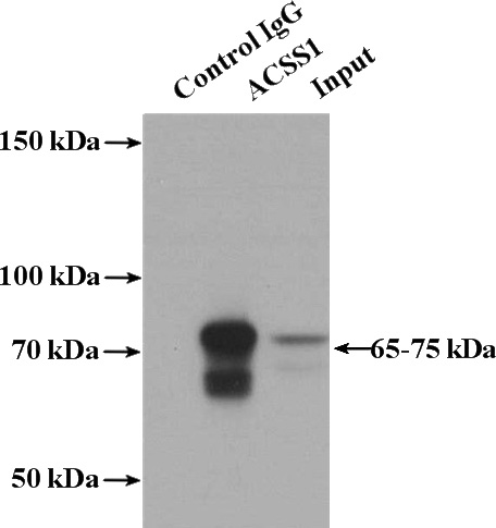 IP Result of anti-ACSS1 (IP:Catalog No:107702, 4ug; Detection:Catalog No:107702 1:700) with mouse kidney tissue lysate 4000ug.
