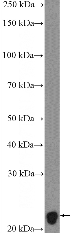 mouse brain tissue were subjected to SDS PAGE followed by western blot with Catalog No:112923(MBP Antibody) at dilution of 1:3000