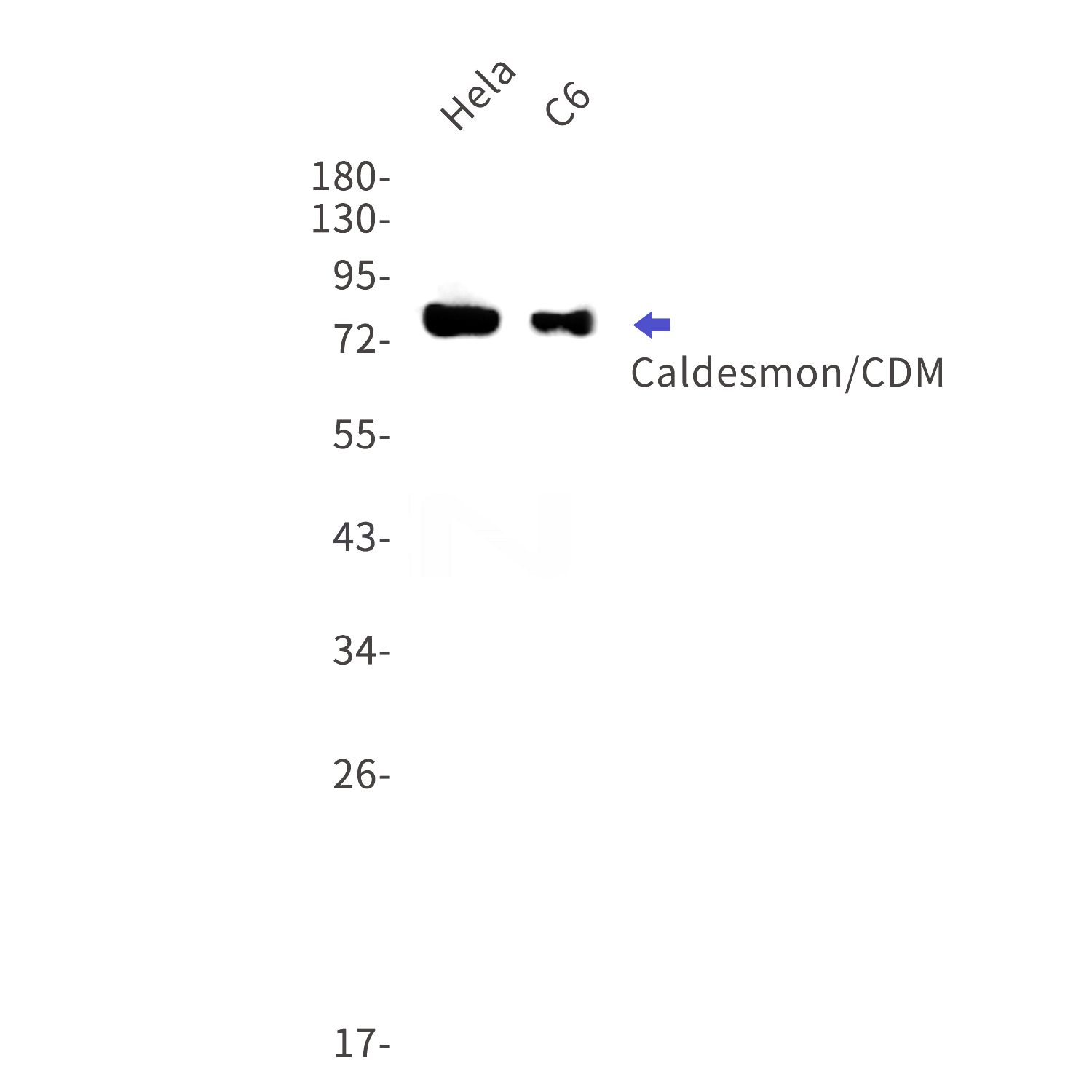 Western blot detection of Caldesmon/CDM in Hela,C6 cell lysates using Caldesmon/CDM Rabbit mAb(1:1000 diluted).Predicted band size:93kDa.Observed band size:80kDa.